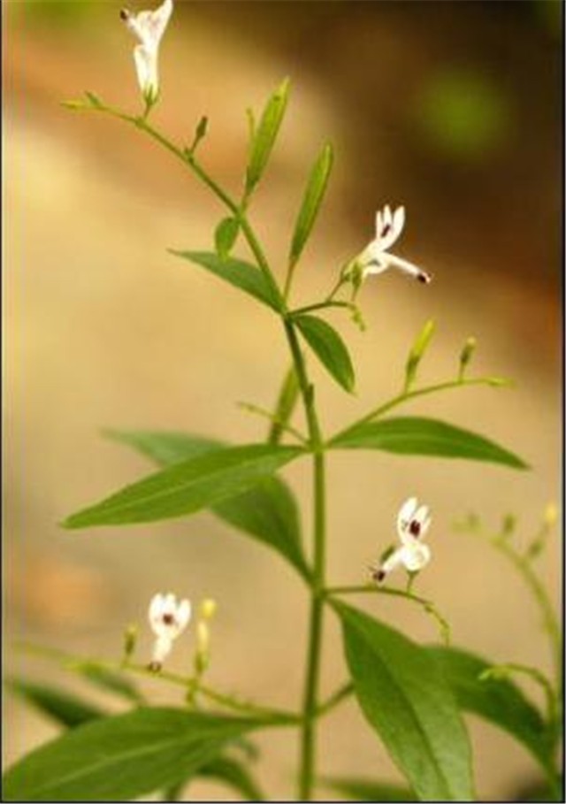 andrographis paniculata